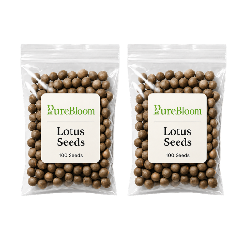 PureBloom | Sacred Bonsai Lotus Seeds (Mix)