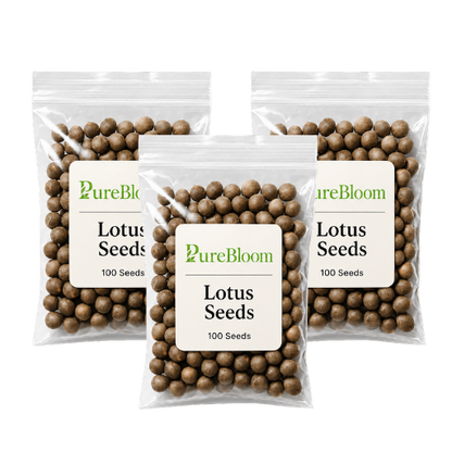 PureBloom | Sacred Bonsai Lotus Seeds (Mix)