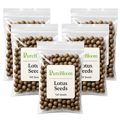 PureBloom | Sacred Bonsai Lotus Seeds (Mix)