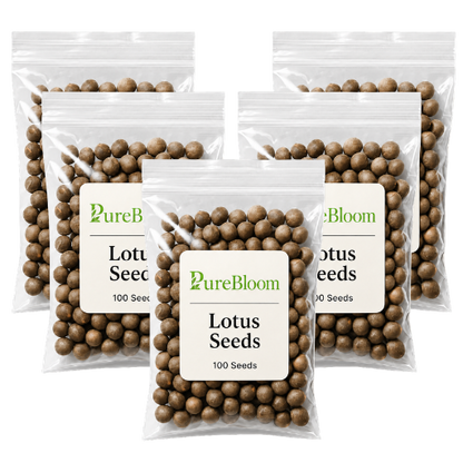 PureBloom | Sacred Bonsai Lotus Seeds (Mix)